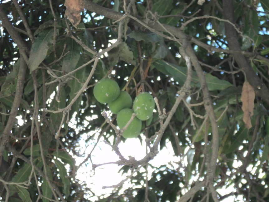 DSC00456